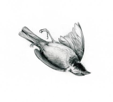 dead bird belly up Pencil Art Love, Dead Bird, Skeleton Drawings, Paper Carving, Bird Sketch, Science Illustration, Funny Drawings, Fantasy Creatures Art, Animal Sketches