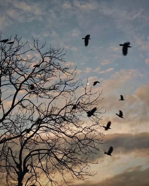 A picture taken during sunset with birds flying by and a beautiful tree that gives the picture a beautiful touch Bird Asthetic Picture, Sunset With Trees, Birds Freedom, Birds Aesthetic, Birds And Trees, Wallpaper Autumn, Dry Tree, Birds Wallpaper, Instagram Cartoon