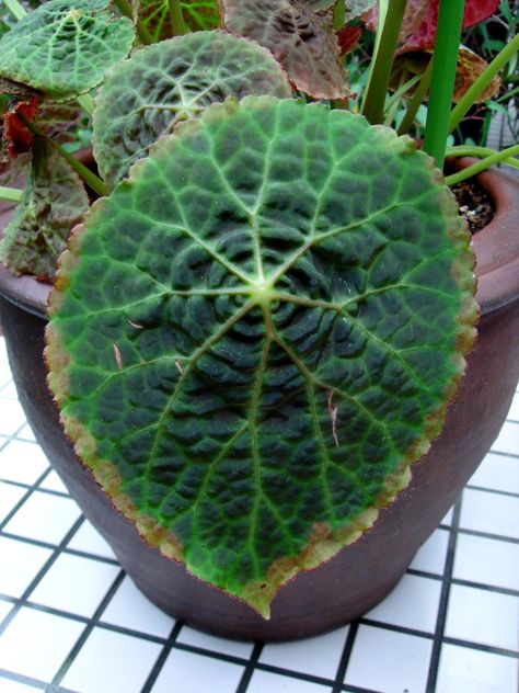 Begonia Goegoensis, Philodendron Scandens, Ficus Benjamina, Hydroponic Plants, Banana Plants, Inside Plants, Garden Whimsy, Spider Plants, Trees And Shrubs