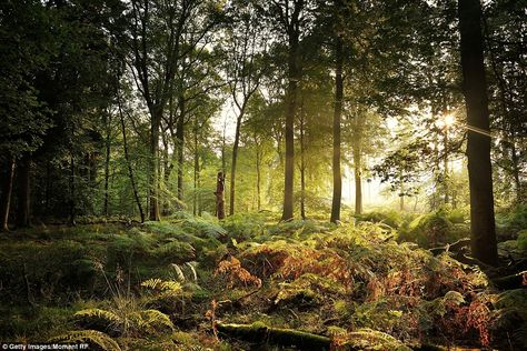 Star Wars Possible Location - Puzzlewood in the Forest of Dean, UK was spotted in the trailer for the film but is it home to Yoda or the Ewoks? Also seen in Dr. Who and Merlin. Star Wars Force Awakens, Country Life Magazine, Boar Hunting, Epping Forest, Autumn Walk, Family Nature, Forest Of Dean, Ancient Forest, Chestnut Horse