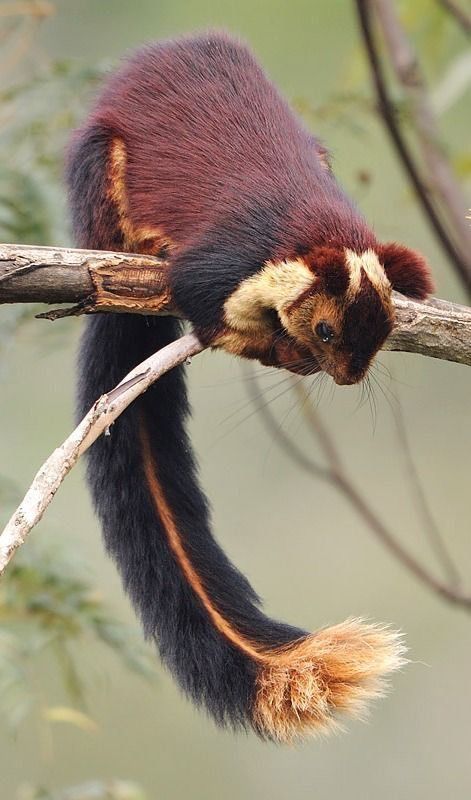 (Not my pic) Beautiful Animals Photography, Wildlife Aesthetic, Creatures Reference, Indian Giant Squirrel, Nature Photography Animals, Giant Squirrel, Crazy Nature, Regnul Animal, Crafts Animals