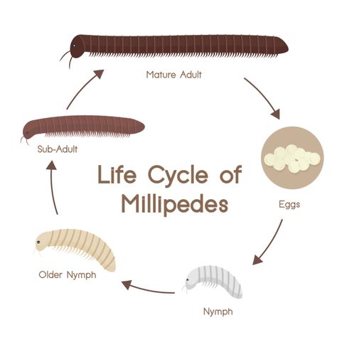 Life Cycle And Lifespan Of Giant Millipedes Explained | Keeping Bugs Entomology Decor, Animal Infographic, Millipedes, Animal Lessons, Science Illustration, Cool Bugs, Beautiful Bugs, Preschool Science, Arthropods