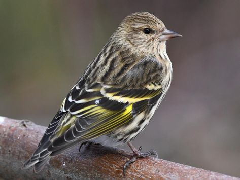 Photos and Videos for Pine Siskin, All About Birds, Cornell Lab of Ornithology Pine Siskin, Sequoia Sempervirens, Gray Streaks, Alder Tree, Siskin, Finches Bird, The Wing, Animal Species, Goldfinch