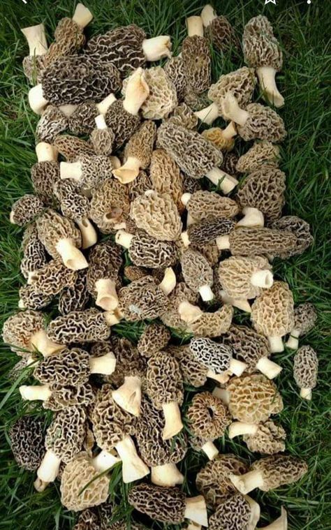 Morel Mushrooms, Mushroom Images, Morel Mushroom, Wild Mushrooms, Stuffed Mushrooms, Quick Saves