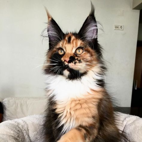 My new girl. Via: @mainecoon.pt #MaineCoon Mancoon Cats, Mainecoon Cat, Cutee Animals, Dream's Cat, Gorgeous Cats, Cute Cats Photos, Pretty Animals, Calico Cat, Cat Aesthetic