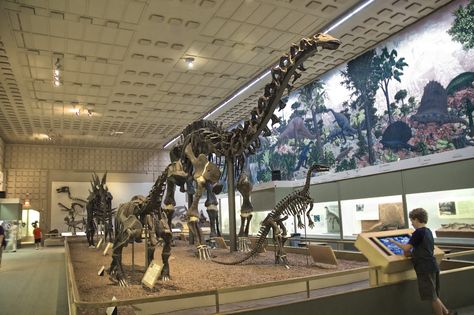 Brontosaurus skeleton, Yale Peabody Museum of Natural History, New Haven, CT.  © Mark Ryan Peabody Museum, The Great Hall, Kids Things To Do, Pulitzer Prize, Great Hall, Things To Do With Kids, New Haven, Historical Artifacts, Natural History