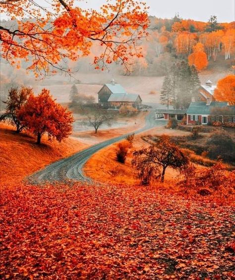 Halloween Post, Autumn Magic, Autumn Scenes, Autumn Scenery, I Love Fall, Autumn Beauty, Halloween Autumn, Fall Pictures, Autumn Vibes