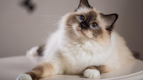 The Cheapest and Most Expensive Cat Breeds | GOBankingRates Birman Kittens, Cymric, Best Cat Breeds, Nebelung, Laperm, Rare Cat Breeds, Burmese Cat, Gatto Carino, Birman Cat