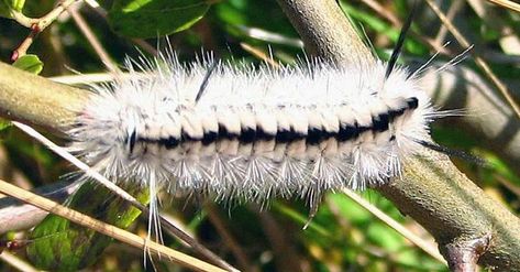 Are Black-and-White Caterpillars ‘Poisonous’? White Caterpillar, Tussock Moth, Black Caterpillar, Fuzzy Caterpillar, Backyard Nature, Moth Caterpillar, Nature Garden, Caterpillar