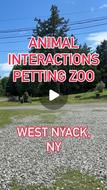 @themontefamily | Animal Interactjons Petting Zoo, West Nyack, NY @animalinteractions 

• This is for all the animal lovers in your life!!! Yes, small AND... | Instagram Petting Zoo Ideas, Petting Zoo, Central Park Zoo Aesthetic, Central Park Zoo, Planet Zoo Walkthrough Habitat, Planet Zoo North America, Zoo 2 Animal Park, Animal Pen, Riding Lessons