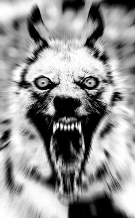 Rabid Wolf Arte Hippy, Werewolf Art, Psy Art, Wolf Tattoos, Bad Dog, Foto Art, A Wolf, Wolf Art, Arte Animal