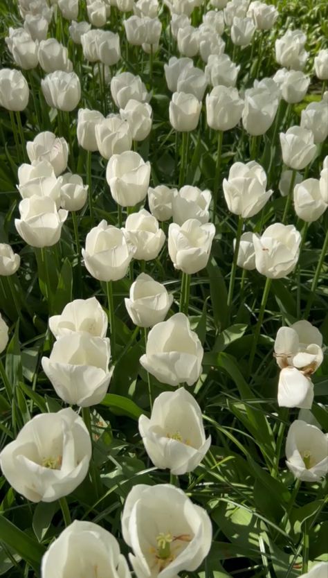 tulip field aeshtetic spring flowers White Tulips Field, Amsterdam Tulip Fields, Tulips Field, Amsterdam Tulips, Tulip Field, Tulip Fields, White Tulips, Spring Flowers, White Flowers