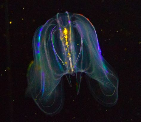 Comb Jellyfish, Tully Monster, Comb Jelly, Deep Sea Life, Sea Jellies, Jellyfish Art, Deep Sea Creatures, Bio Art, Ocean Creatures