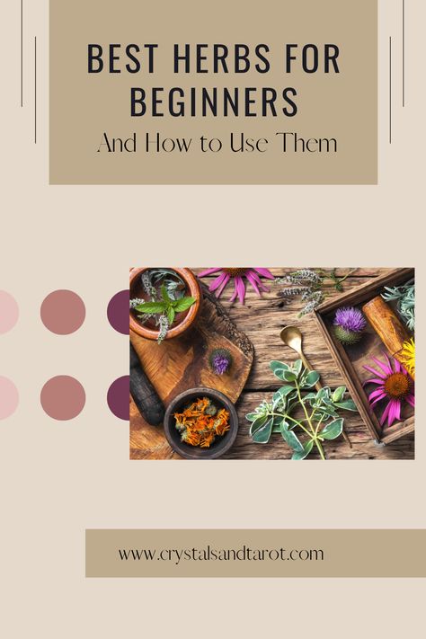 Herbs For Beginners, Herbs For Protection, Yarrow Plant, Breads Recipes, Dandelion Tea, Frankincense Resin, Bulk Herbs, Healing Ointment, Healthy Herbs