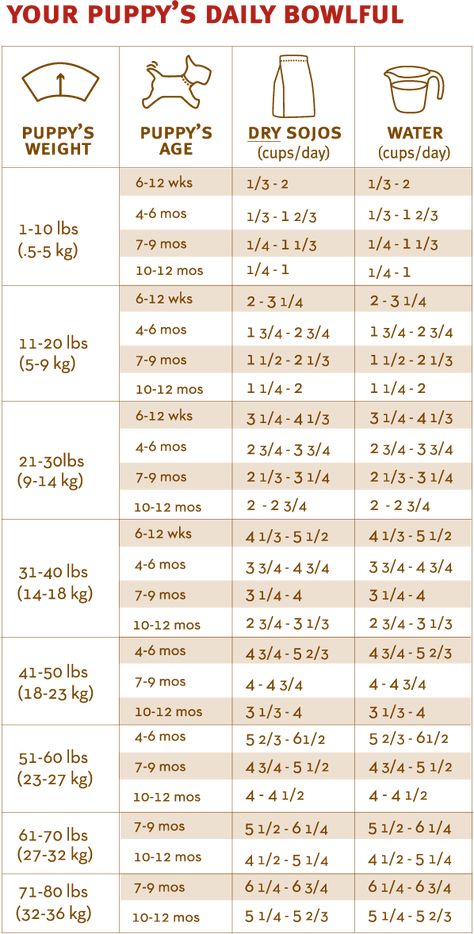 Feeding Charts | Sojos Puppy Feeding Chart, Puppy Feeding, Home Stuff, Puppy Love, New House, Word Search Puzzle, England, Puppies, Google Search