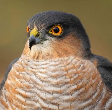 Elite Raptors on Instagram: “• The next featured photographer is: 🏆 © @caperelux 🏆 ☆ Eurasian Sparrowhawk ☆ •••••••••••••••••••••••••••••••••••• ♦️Elite_Raptors♦️…” Eurasian Sparrowhawk, Northern Goshawk, Sparrowhawk, American Kestrel, Peregrine Falcon, Peregrine, Bird Pictures, Birds Of Prey, Cute Birds