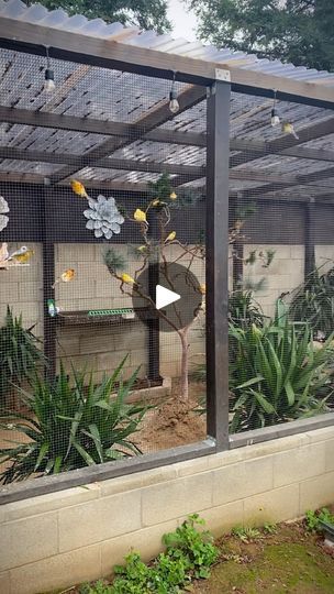 1.1M views · 126K reactions | Outdoor Aviary #paradiseparkaviary #aviarybirds #aviary #birds #finches #canaries #birdlovers #paradise #birdsparadise #reels #instareels #instagram #instagood #youtube #youtuber #fyp #fresno #559 #fish #pond #fishpond #koi #koipond #birdaviary #outdooraviary | Paradise Park Aviary | Richard Carter · Le Monde Birds Aviary Ideas, Finch Aviary Outdoor, Budgie Aviary Outdoor, Outdoor Aviary Ideas, Birds Cage Ideas Outdoor, Bird Aviary Ideas Outdoor, Canary Aviary, Aviary Ideas Outdoor, Bird Aviary For Sale