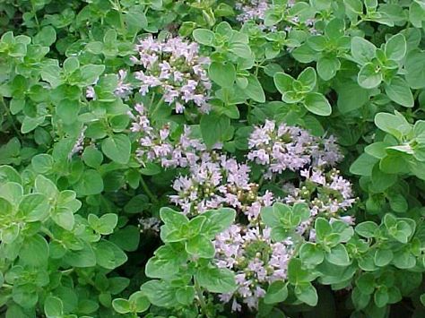 Origanum vulgare, oregano Growing Oregano, Greek Oregano, Oregano Plant, Origanum Vulgare, Thyme Herb, Origanum Majorana, Oregano Oil, Perennial Herbs, Culinary Herbs