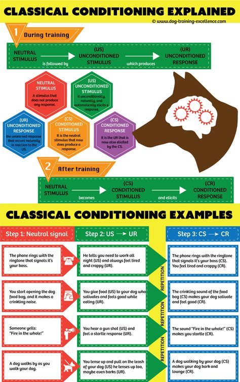 Classical Conditioning: a basic form of learning. Classical Conditioning, Teaching Psychology, Psychology University, Ap Psych, Masters In Psychology, Psychology Careers, Ap Psychology, Colleges For Psychology, Psychology Notes