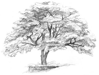 Pencil Drawing Ideas, Beautiful Pencil Drawings, Tree Drawings Pencil, Spiderman Art Sketch, Pencil Drawing Tutorials, Tree Sketches, Landscape Sketch, Drawing Templates, Nature Drawing