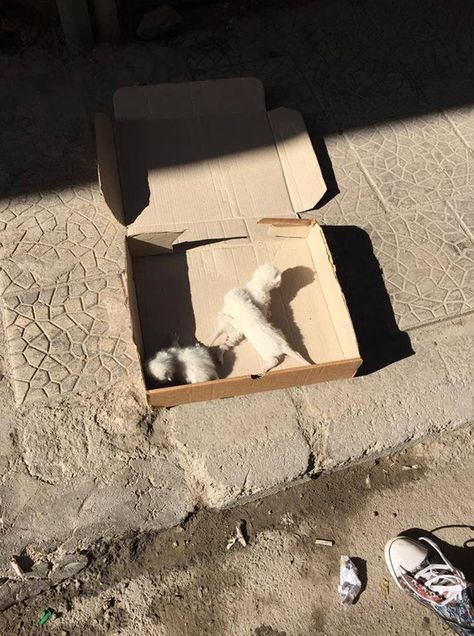 Woman Finds Box Of Abandoned Kittens And Knows What She Has To Do Box Of Kittens, Rescuing Animals, About Animals, Hill House, House On A Hill, New Mom, Young Woman, In A Box, New Moms