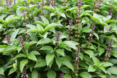 Holy Basil Benefits, Holy Basil Tea, Ocimum Tenuiflorum, Basil Tea, Tulsi Tea, Tulsi Plant, Medicinal Herbs Garden, Basil Seeds, Basil Plant