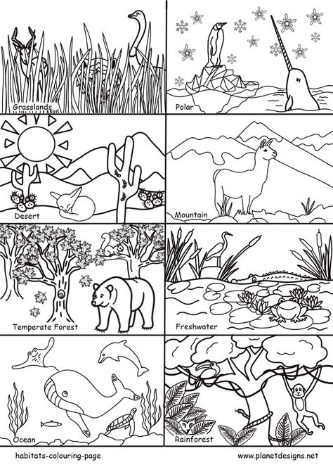 Habitats Colouring Page - Planet Designs Kids - Planet Designs Ecosystem Coloring Pages, Animal Habitat Craft, Habitat Drawing, Animal Habitat Activities, Habitats Activities, Habitat Worksheet, Teaching Habitats, World Habitat Day, Temperate Forest