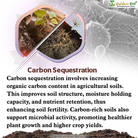 Carbon sequestration enhances soil fertility by increasing organic carbon content in agriculture. #carbonsequestration #regenerativeagriculture #biodiversity #climatechange #soilhealth #sustainability #designstudio Carbon Sequestration, Organic Living, Soil Health, Soil Improvement, Plant Growth, Healthy Plants, Fertility, Agriculture, Soil