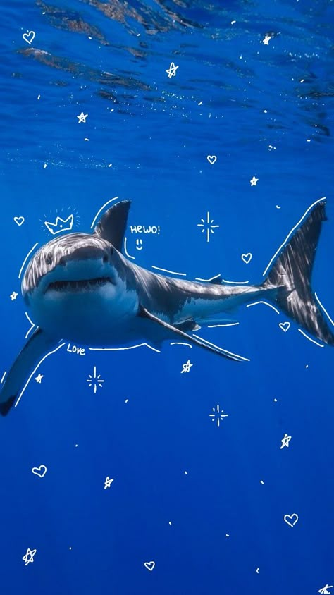 Sharks Cute Wallpaper, Sea World Orcas, Shark Week Wallpaper, Silly Shark Wallpaper, Shark Pfp Cute, Shark Reference Photo, Sea Animals Cute, Aesthetic Shark Pictures, Great White Shark Wallpaper