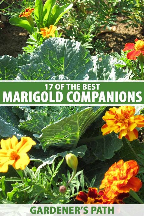 A close up vertical image of a thriving vegetable garden planted with marigolds as companion plants pictured in light sunshine. To the center and bottom of the frame is green and white printed text. Flower Pots With Marigolds, Marigold And Lavender Garden, Marigold Companion Planting, Marigolds And Lavender, Marigold Flower Pot Ideas, Marigold Potted Plants, Marigold In Pots, Marigold Flower Bed Ideas, Marigolds In Pots Planters