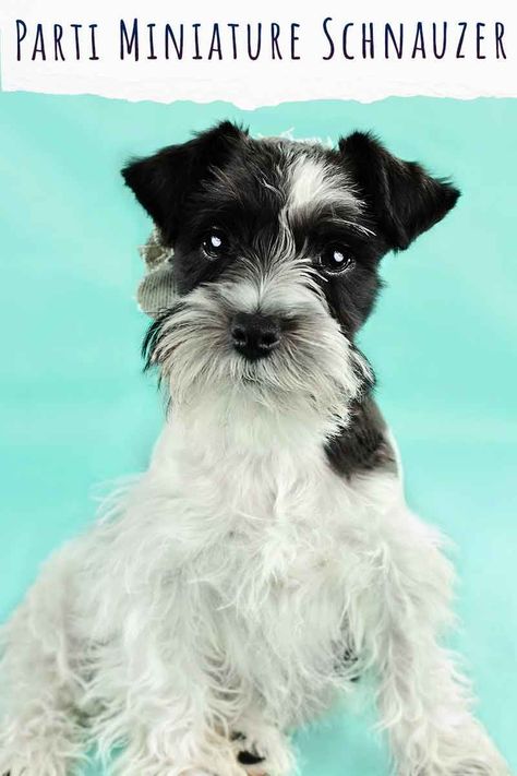 Parti Miniature Schnauzer, Parti Schnauzer, Black Mini Schnauzer, Norwegian Elkhounds, Toy Schnauzer, Schnauzer Breed, Schnauzer Grooming, Schnauzer Mix, Mini Schnauzer Puppies