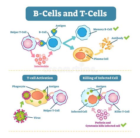 Microbiology Study, Medical Laboratory Scientist, Schematic Diagram, A Level Biology, Nursing Student Tips, B Cell, Medical Laboratory Science, Nursing School Survival, Biomedical Science