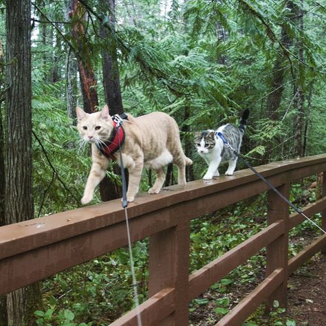 Fish and Chips, Two Adventurous Cats Who Love Exploring the Great Outdoors With Their Humans #adventurecats Hiking With Cats, Hiking Cat, Camping With Cats, F2 Savannah Cat, Adventure Cat, Tabby Cats, Savannah Cat, Cat Travel, Fish And Chips