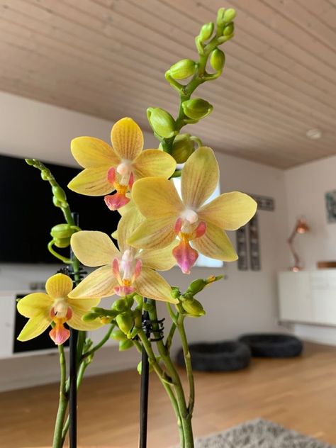 Orchids Aesthetic, Pretty Orchids, Art By Marlene, Colorful House, Yellow Orchid, Inside Plants, Fruit Flowers, Flower Shower, Nothing But Flowers