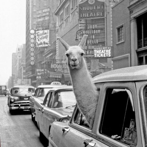 Retronaut / Archive History on Instagram: “1957: A llama in Times Square, New York⠀ _⠀ Linda the Llama in the back seat of her trainer’s car on her way home from a TV studio when the…” Ace Hotel New York, Inge Morath, Saul Steinberg, Jean Arp, Berenice Abbott, Alberto Giacometti, Extraordinary Life, Print Comforter, Welcome Door Mats