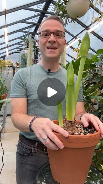 Raffaele Di Lallo on Instagram: "What to do with amaryllis after it is done blooming. #amaryllis #hippeastrum #flowerbulb #houseplantaddict s" Potted Amaryllis Christmas, Moss Wrapped Amaryllis, Planting Amaryllis Bulbs, Amaryllis Care After Bloom, Amaryllis Arrangement Christmas, Hippeastrum Flowers, Potted Amaryllis, Amaryllis Centerpiece, Amaryllis Arrangement