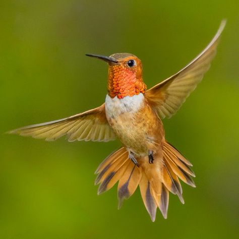 9 Hummingbird Species to Look Out for This Summer | All About Birds All About Birds Allen Hummingbird, Hummingbird Reference, Humming Bird Reference, Hummingbird On Flower, Video Flower, Hummingbird Species, Hummingbird Photography, Hummingbird Migration, Hummingbird Drinking From Flower