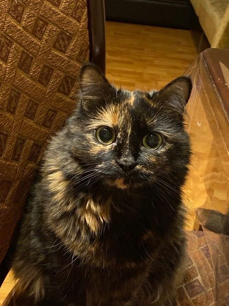 Brown Tortoiseshell Cat, Calico Cat Shorthair, Tortoise Shell Cats, Tortoiseshell Cat Aesthetic, Tortishell Cat Aesthetic, Tortoiseshell Cat Personality, Tortie Kitten, Tortoiseshell Cat, Tortoise Cat