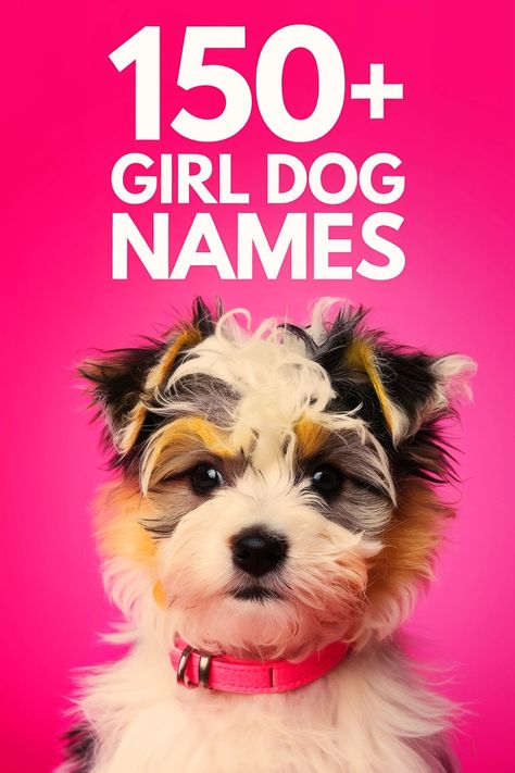 A Biewer Terrier with with a pink collar. Above, there's a title that mentions Girl Dog Names. Taylor Swift Dog Names, Cute Dog Names Female, Puppy Names Female, Popular Female Dog Names, Strong Dog Names, Puppy Girl Names, Best Female Dog Names, Creative Dog Names, Dog Names Girl