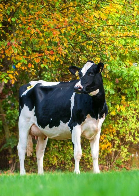 Holstein Suffolk Sheep, Cow Photography, Beef Cow, Giraffe Pictures, Holstein Cow, Cow Colour, Cow Photos, Holstein Cows, Dairy Cattle