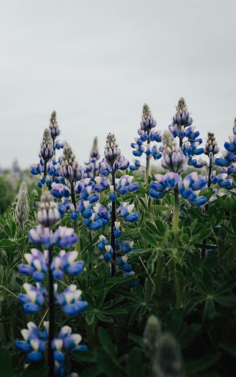 Texas Phone Wallpaper, Blue Bonnet Wallpaper, Bluebonnet Wallpaper Iphone, Blue Lupine Flowers, Bluebonnets Aesthetic, Blue Spring Wallpaper Iphone, Bluebonnet Background, Bluebonnet Wallpaper, Texas Wallpaper Iphone