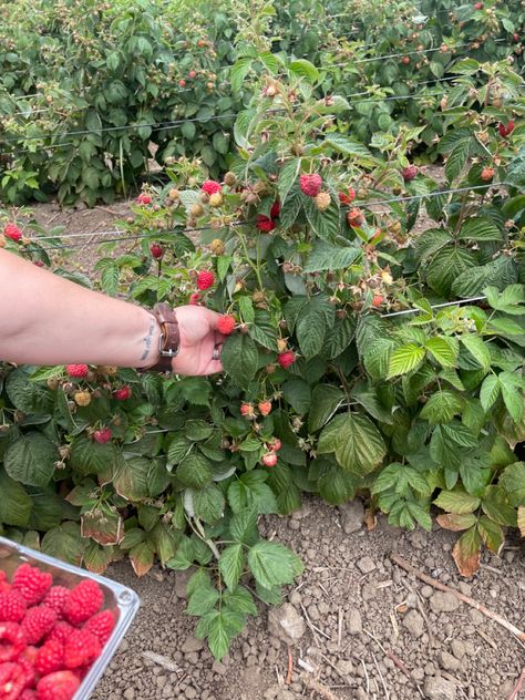 #rasberry #rasberrypicking #pickingberries #gardening #aesthetic #instagram #instagraminspo #instagramideas #photoshoot #photoshootideas #vacation #vacationideas Rasberries Aesthetic, Raspberry Field, Raspberry Picking, Oregon Summer, Gardening Aesthetic, Sunshine Girl, Berry Picking, Garden Aesthetic, Garden Girls