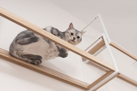 These elegant cat climbing shelves can be mounted to the wall or suspended from the ceiling to create a totally unique cat superhighway! Cat Superhighway, Cat Ceiling, Cat Walkway, Modern Cat Tower, Cat Climbing Wall, Cat Climbing Shelves, Catio Ideas, Cat Ladder, Cardboard Cat House