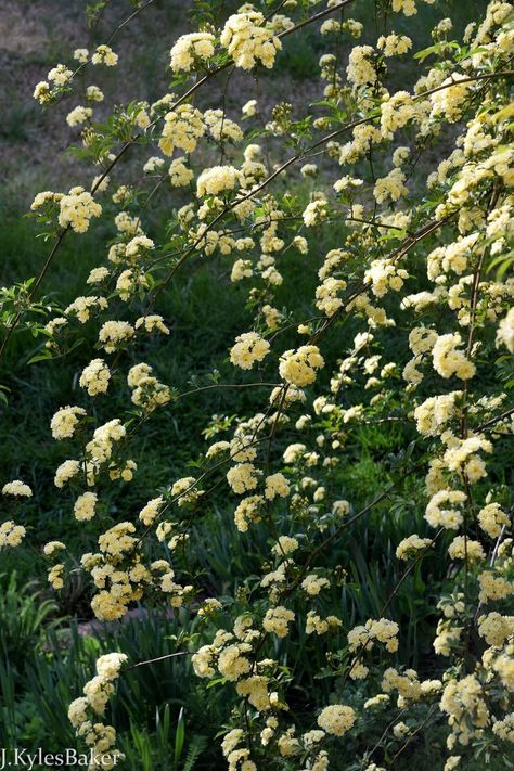 I grew Lady Banks thinking it was a climbing rose. Lady Banks rose is a rambling rose. Not a climbing rose. Believe me, there’s a difference. Lady Banks rose is a beast. Don’t let those dainty flowers deceive you. | Lady Banks Rose (Rosa Banksiae 'Lutea') I #roses #ramblingroses #flowers #yellowroses #yelloflowers #gardening Banksia Rose Climbing, Banksia Rose, Rambling Roses, Rambling Rose, Lady Banks Roses, Rosa Banksiae, Lady Banks Climbing Roses, Lady Banks Climbing Roses Trellis, Double Delight Rose Bush