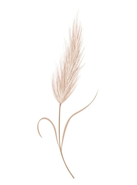 Pampas Tattoo Ideas, Pampas Tattoo, Pampas Grass Tattoo, Pampas Illustration, Pampas Grass Drawing, Wallpaper Wedding Card, Grass Drawing, Wallpaper Wedding, Forarm Tattoos