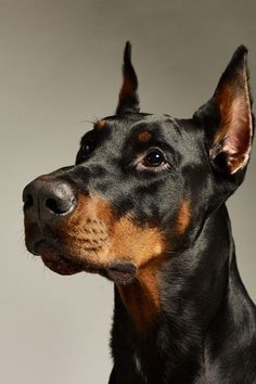 Perro Doberman Pinscher, Short Haired Dog, Doberman Breed, Strong Dogs, Dog Line Art, Doberman Dog, Doberman Pinscher Dog, Doberman Puppy, Dog Line