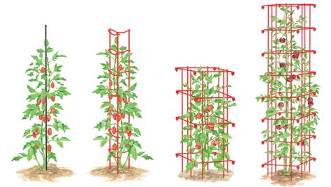 How to Stake Tomatoes | Gardeners.com Staking Tomato Plants, Tomato Stakes, Tomato Support, Growing Tomatoes From Seed, Tomato Planter, Cherry Tomato Plant, Grape Trellis, Tomato Trellis, Tomato Seedlings