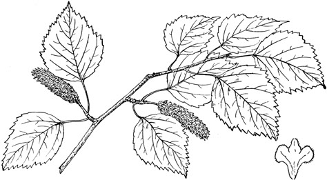 81214_kenaibirch_lg.gif (1024×563) Birch Tree Leaf Tattoo, Birch Leaves Tattoo, Birch Leaf Tattoo, Tree Leaves Drawing, Birch Tree Leaves, Birch Tree Tattoos, Nature Sleeve, Simple Tree Tattoo, Campus Landscape