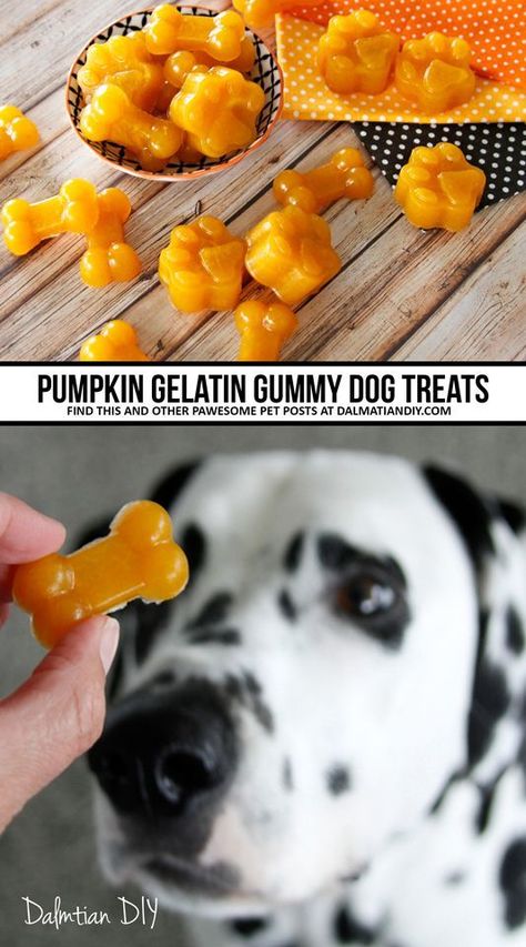 Homemade Dog Cookies, Pet Treats Recipes, Easy Dog Treat Recipes, Dog Biscuit Recipes, Recipe Pumpkin, Easy Dog Treats, Healthy Dog Treats Homemade, Pumpkin Dog Treats, Dog Treats Homemade Recipes