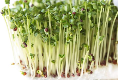 On our 3rd batch of sprouts. Love eating them around the 4th day as they are my favorite flavor. We eat them in place of lettuce and add them to sandwiches whenever possible. I love the radish flavor that comes through. As an Amazon Associate, I earn from qualifying purchases. Sprouts Health Benefits, Broccoli Sprouts Benefits, Health Benefits Of Broccoli, Sprouts Benefits, Harvesting Kale, Broccoli Health Benefits, Broccoli Benefits, Growing Sprouts, Broccoli Seeds